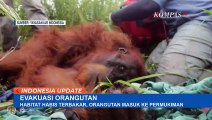 Evakuasi Orangutan: Nyasar ke Permukiman Karena Kelaparan