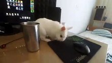 Cute Baby Bunny drinking water from cup