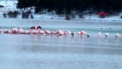 Konya ivriz barajı gölü'nde 12 flamingo ölü bulundu