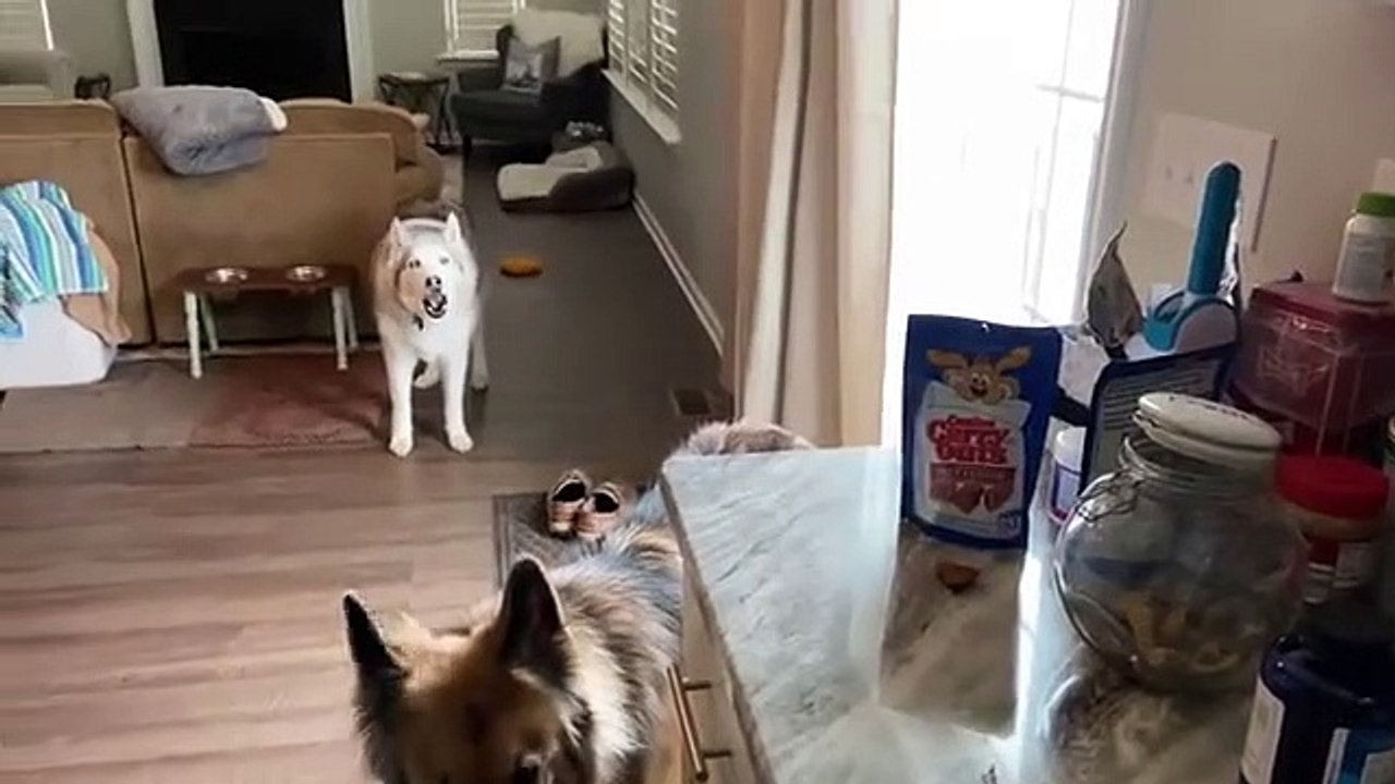 Un chien demande de l'eau