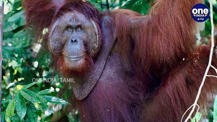மனிதனை காப்பாற்றிய குரங்கு... வைரல் போட்டோ