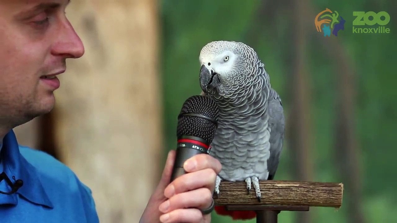 Einstein the African Grey Parrot showed off her vocabulary skills with a 200 sounds and words