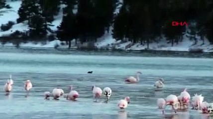 İvriz Baraj Gölü'nde donduran soğuk... 12 flamingo ölü bulundu