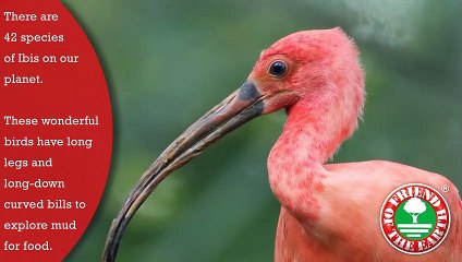 Save the Giant IBIS Birds- Friend of the Earth