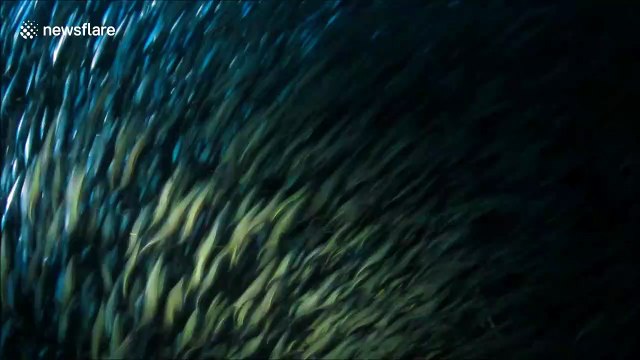Divers in South Africa encircled by school of fish while exploring shipwreck