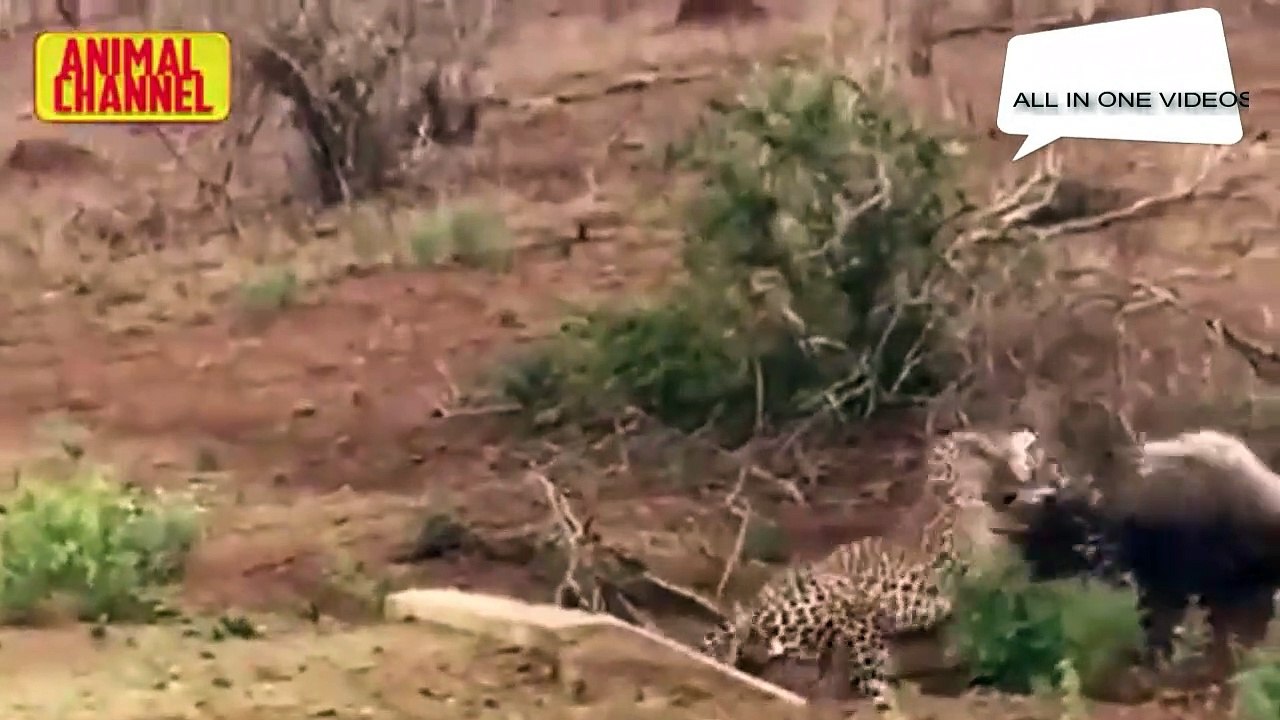 animals fight1