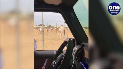 Sheikh Hamdan Calls His Camels By Name And They Come To Him : Watch Video | Oneindia Malayalam