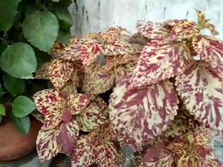 Coleus growing & caring tips..