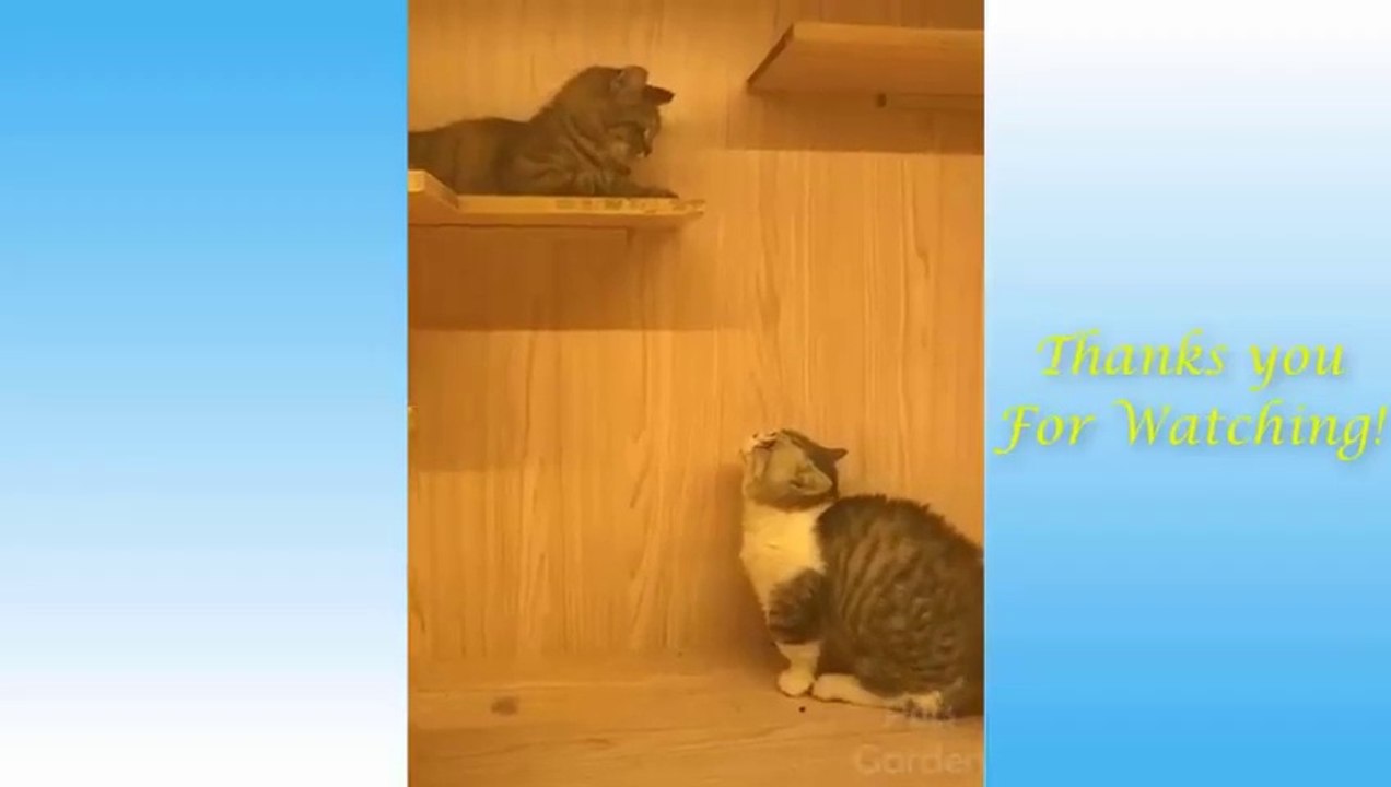 Cute Pets And Funny Animals Compilation #4 - Pets Garden_2