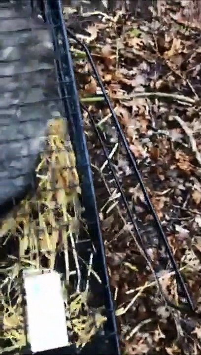 Badger captured in Northampton Superdrug set free by Northamptonshire Badger Group