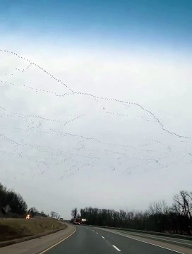 Des oiseaux migrateurs survolent le ciel et offrent un magnifique spectacle.
