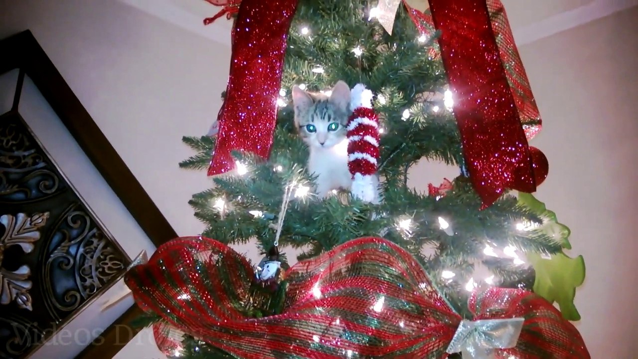 Gatos graciosos la navidad falla