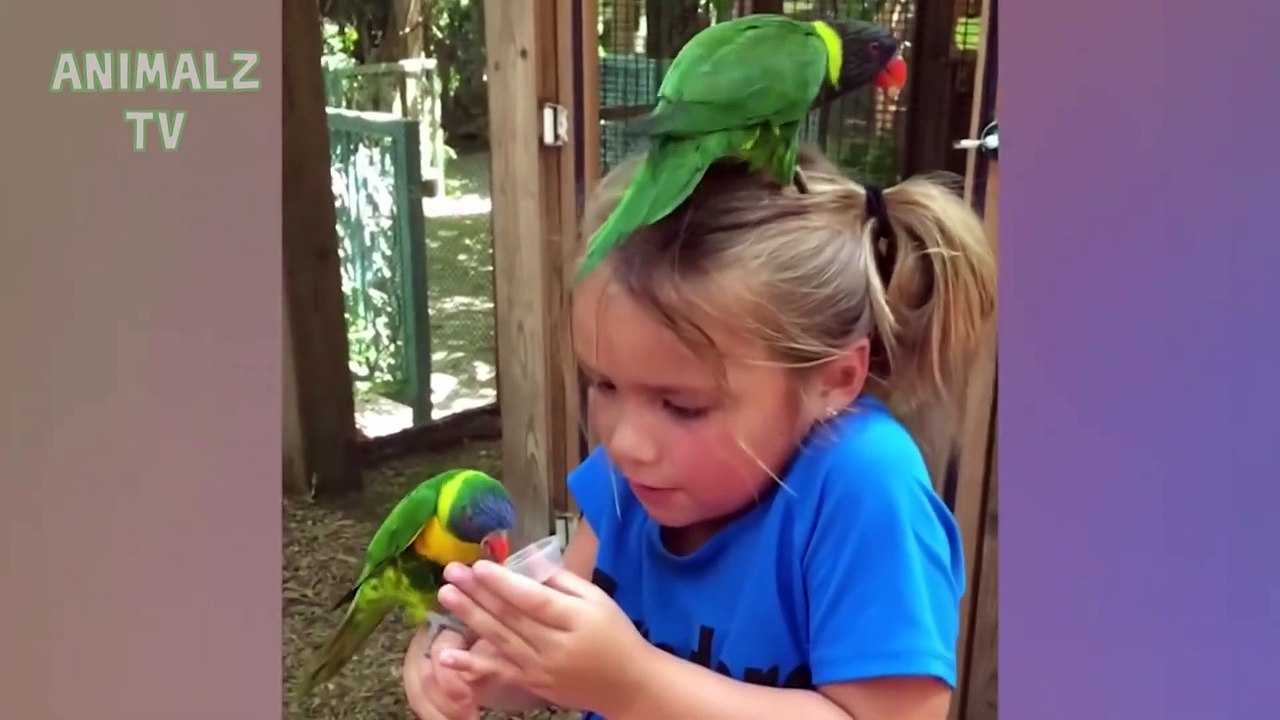 La compilación más divertida de ataques de animales