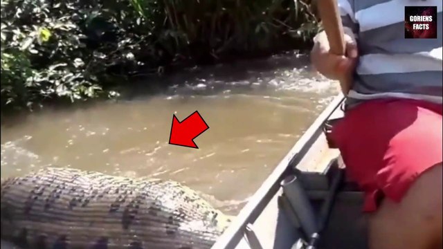 Biggest snake caught on camera - कैमरे में कैद Biggest snake in the world