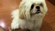 Funny Dog || Cute Dog Compilation || Cute Dog Fun The Owner || Dogs are Love || Dogs are Loyal  || Dogs are Friends