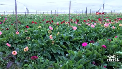 14 Şubat'ta gülün dalı 10 lira