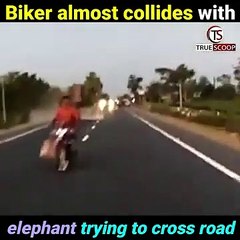 Download Video: Ce motard était impatient de traverser la route, il a failli heurter par un éléphant