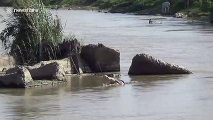 Indonesian officials issue reward for removal of tyre that has been stuck around crocodile's head for years