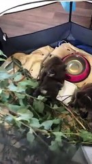 Baby Koala Passes out on Ice Pack