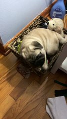Pug Puppy Chooses Basket over Toys