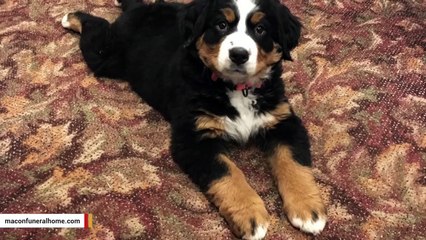 This Grief Therapist Puppy Is Training To Work At Funeral Home