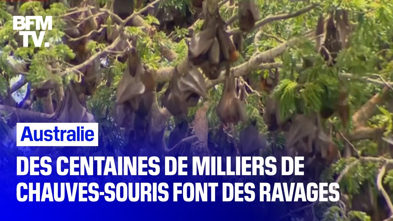 Des centaines de milliers de chauves-souris envahissent une ville australienne