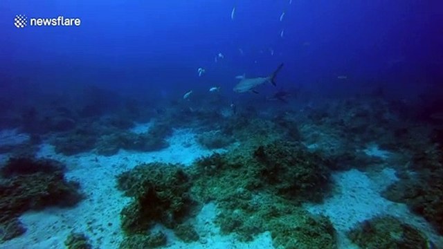 Diver is nearly lunch after hungry shark charges during feeding time