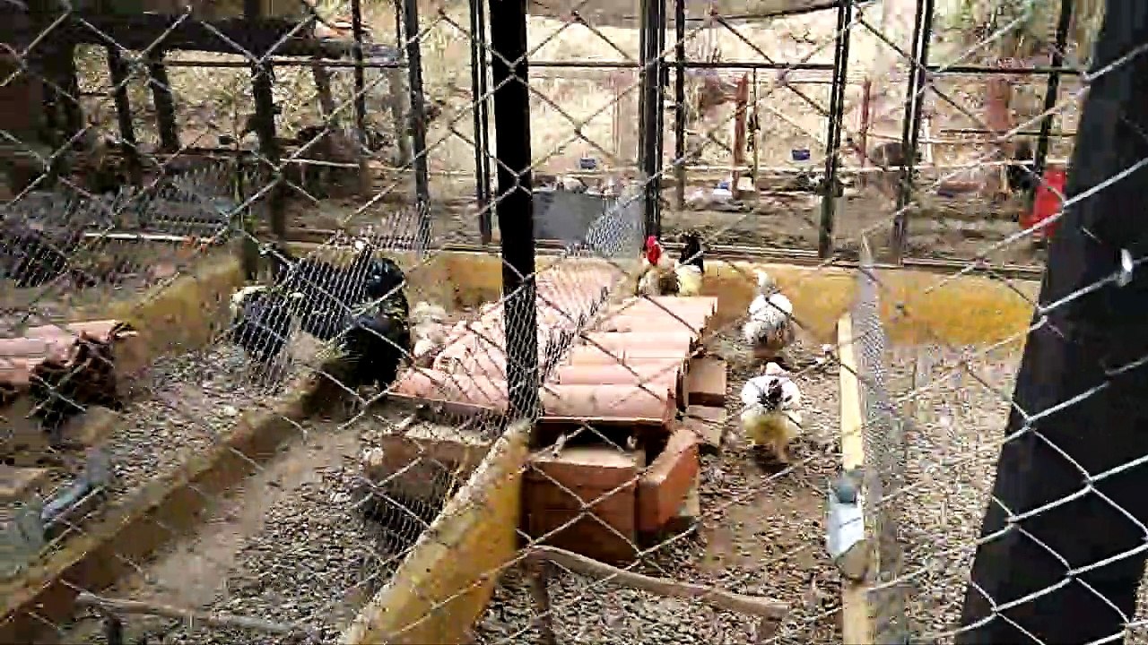 Small Animal Park in Chichimocha