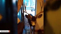 Colorado Authorities Charge Woman For Luring And Feeding Deer Inside House