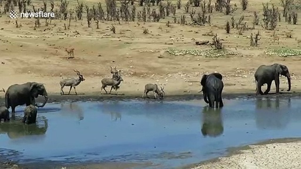 Grumpy elephant scares antelope away from water with trumpet-like noise