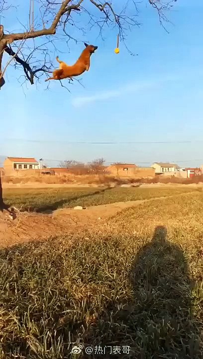 Un chien attrape une balle dans un arbre