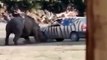 Ce rhinocéros retourne une voiture de touristes plusieurs fois !