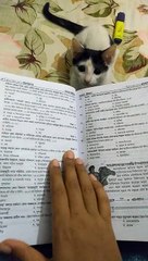 Kitty Makes for a Distracted Study Buddy