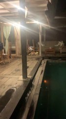 Cat Gets Help Getting Head Unstuck