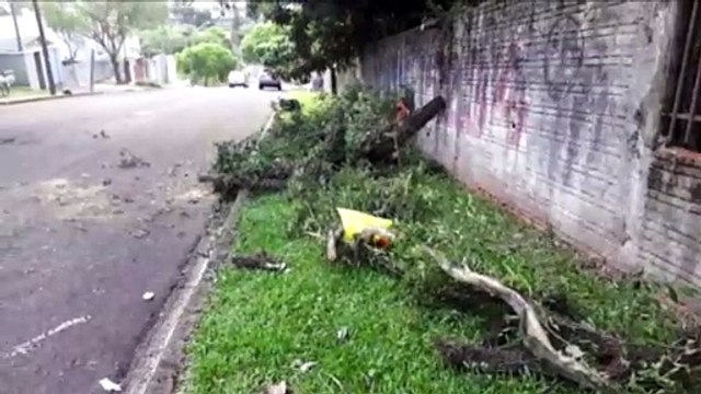 Queda de árvore mobiliza Corpo de Bombeiros ao Bairro Neva