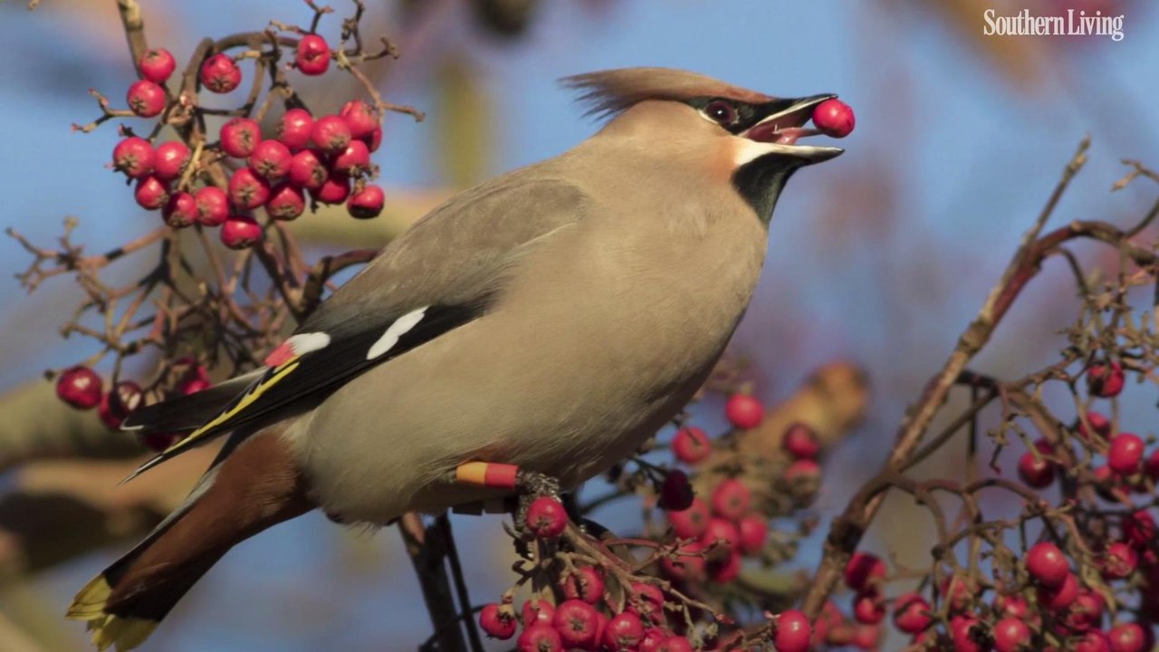 Does Nandina Kill Birds?