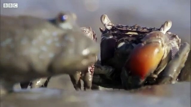 Mudskippers_, The Fish That Walk on Land ,_ Life _, BBC Earth