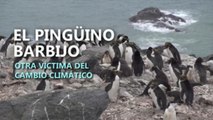 Greenpeace alerta por la despoblación de pingüinos barbijo en la Antártida -.