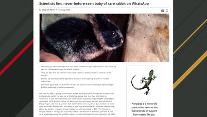 Rare Baby Rabbit Spotted On WhatsApp