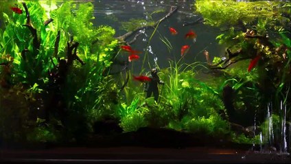 UNDINE by CHRISTIAN PETZOLD (Official international trailer HD)