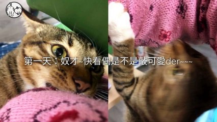 CollectionVideo-petmao_curation-petsmao.nownews-copy2-PetsMaoParser-2020/02/12-09:30