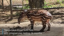 Tapir born in a Nicaraguan zoo brings hope for species preservation