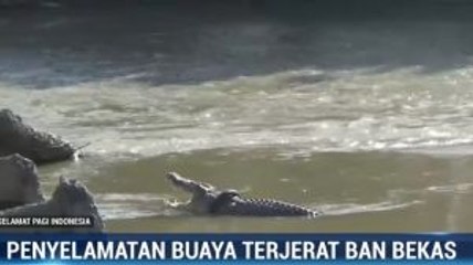 Dua Pakar Reptil dari Australia Bantu Penyelamatan Buaya Berkalung Ban