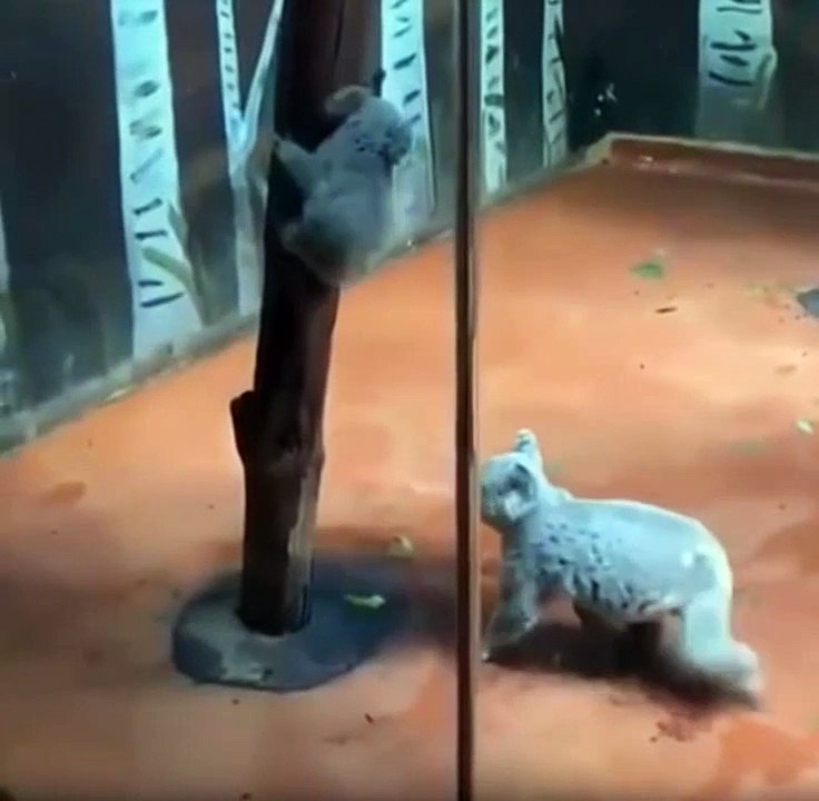 Mother's Help #Love_life_animals