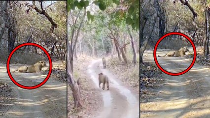 Viral Video : A Lion Roaring Loudly To Mark His Territory, Video Gone Viral!
