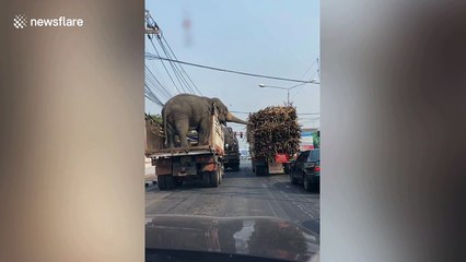 Hilarious moment two elephants steal food from truck next to them