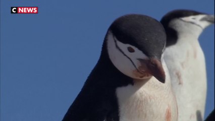 L'Antarctique enregistre un nouveau record de température