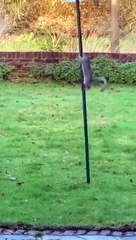 'Hırsız' sincaba kurulan tuzak kamerada