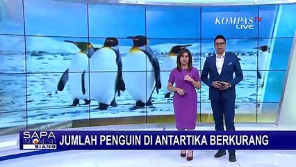 Penguin di Antartika Semakin Terancam Punah