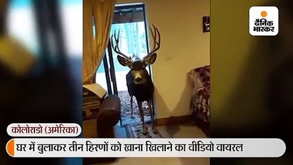 महिला ने हिरणों को ब्रेड-फ्रूट खिलाए; 39 हजार रुपए जुर्माना लगा